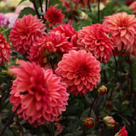 Sketched Magenta Idylle Dahlia Knöl