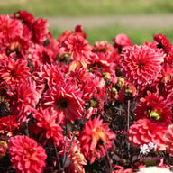 Sketched Magenta Idylle Dahlia Tuber