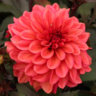 Sketched Magenta Idylle Dahlia Knöl