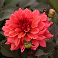 Sketched Magenta Idylle Dahlia Knöl