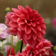 Sketched Magenta Idylle Dahlia Knöl
