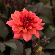 Sketched Magenta Idylle Dahlia Knöl