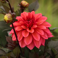 Sketched Magenta Idylle Dahlia Knöl