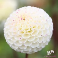 Small World Dahlia Knöl