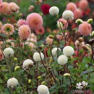 Small World Dahlia Knöl