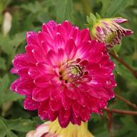 Smokey Dahlia Knöl