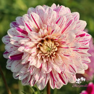 Smokey Dahlia Tuber