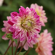 Smokey Dahlia Knöl