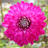 Smokey Dahlia Tuber