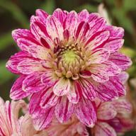 Smokey Dahlia Knöl