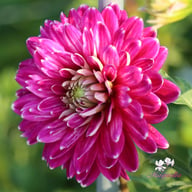 Smokey Dahlia Tuber