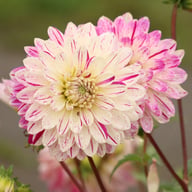 Smokey Dahlia Knöl