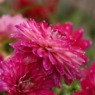 Smokey Dahlia Knöl