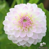 Smoothy Dahlia Tuber