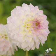 Smoothy Dahlia Tuber