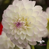 Smoothy Dahlia Tuber