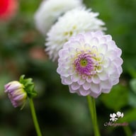 Smoothy Dahlia Tuber