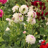 Smoothy Dahlia Tuber