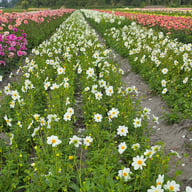 Sneezy Dahlia Tuber
