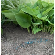 SnigelNIX 2kg - Pesticide for slugs Physical