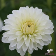 Snow Cap Dahlia Knöl