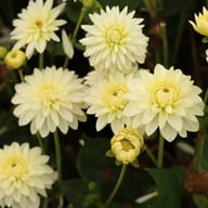 Snow Cap Dahlia Tuber