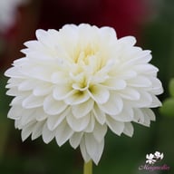 Snow Cap Dahlia Knöl