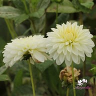 Snow Cap Dahlia Knöl