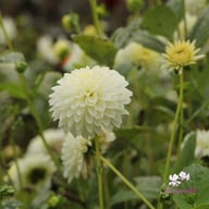 Snow Cap Dahlia Knöl