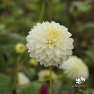 Snow Cap Dahlia Knöl