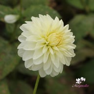 Snow Cap Dahlia Knöl