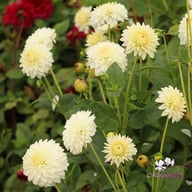 Snow Cap Dahlia Knöl