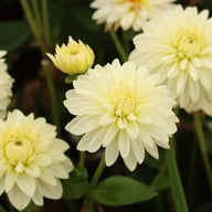 Snow Cap Dahlia Tuber