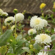 Snow Cap Dahlia Knöl