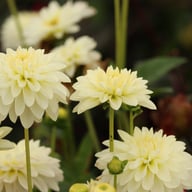 Snow Cap Dahlia Tuber