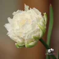 Snow Crystal Tulip Bulbs