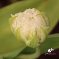 Snow Crystal Tulip Bulbs