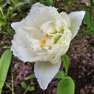 Snow Crystal Tulip Bulbs