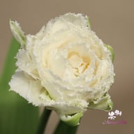 Snow Crystal Tulip Bulbs