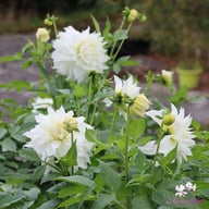 Snowbound Dahlia Knöl