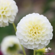 Snowflake Dahlia Tuber