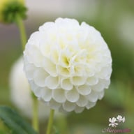 Snowflake Dahlia Tuber