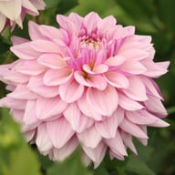 Soft Lavender Idylle Dahlia Tuber