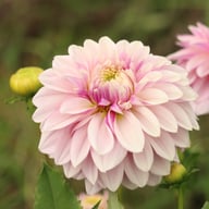 Soft Lavender Idylle Dahlia Tuber