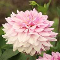 Soft Lavender Idylle Dahlia Tuber