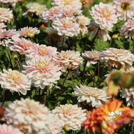 Soft Pink Idylle Dahlia Knöl