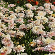 Soft Pink Idylle Dahlia Knöl