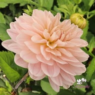 Soft Pink Idylle Dahlia Knöl
