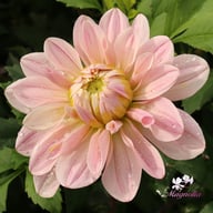 Soft Pink Idylle Dahlia Knöl