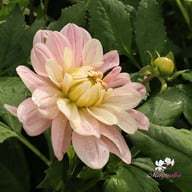 Soft Pink Idylle Dahlia Knöl
